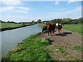 SU3268 : Cattle at Marsh Lock, Freeman's Marsh by Christine Johnstone