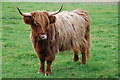 Highland cow