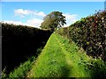 C3223 : A grassy lane, Carnaghan by Kenneth  Allen
