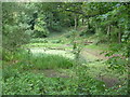 Almost dried-up pond on Hayes Common