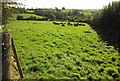 Cattle near Trevashmond