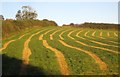 SX3462 : Mown grass, Trehurst by Derek Harper