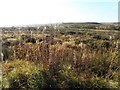 Bogland, Meencargagh