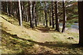 Footpath in woods