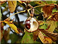 Sheffield Conker