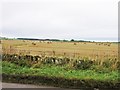 Autumn field