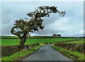 A Wind-Shaped Tree Near Mossblown