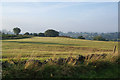 Fields in morning light