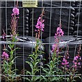 Canadian Fireweed, Poplar Avenue, Lincoln