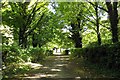 The Icknield Way runs under the trees