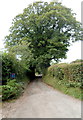 Lane to Llan Farm, Dorstone