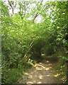 Tarka Trail near Eastacombe