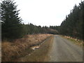 Forest road in Halwill Moor Plantation