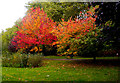 Autumnal scene, Priory Park