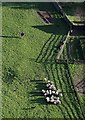 Herding sheep at Muchra