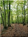 Track through beech woodland, Hollowhill Wood