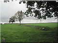 NY7987 : Old Field Boundary near Greenhaugh by Les Hull