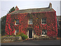 SD5074 : Red Virginia creeper on the New Inn by Karl and Ali