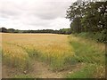 Barley near Sedgewell Cross