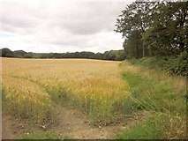 SS4508 : Barley near Sedgewell Cross by Derek Harper