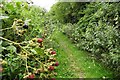 Footpath past the brambles