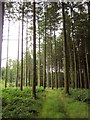 Path, Upcott Wood