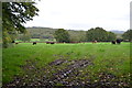 TQ6426 : Fields near Bines Farm by Julian P Guffogg