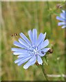 SS4608 : Hoverfly and chicory, Buckland Filleigh by Derek Harper