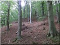 Beech wood, Glen Farg