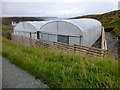 Polytunnel View