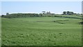 Grassland, Craigie