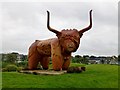 Highland Cow, Stornoway