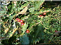 SE0820 : Oak apples by Humphrey Bolton