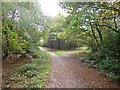 Ringwood Forest, path junction