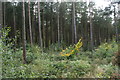 Pine trees in Macclesfield Forest