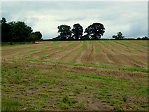 SK2439 : Striped stubble field by Jonathan Billinger