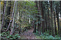 Path in Blairadam Forest