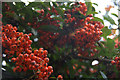 Cobweb and berries, Melling