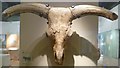 Skull of an aurochs