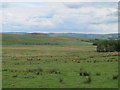 Moorland and plantations northwest of Yatesfield