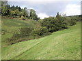 Secluded valley, near Ivyton Farm