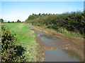 Track into fields north of Salhouse Road, Panxworth