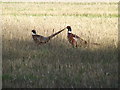 TM3672 : Cock Pheasants by Geographer