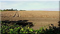 Potato crop, pre-harvest