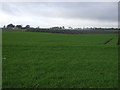 Farmland, Hatton Farm