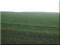 Crop field south of the A92