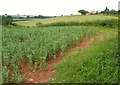 Farmland, Lillesdon