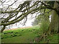 Trees on Pretwood Hill