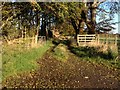 Farm track at Kerse