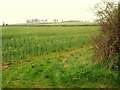 Oilseed rape on Headstock Hill